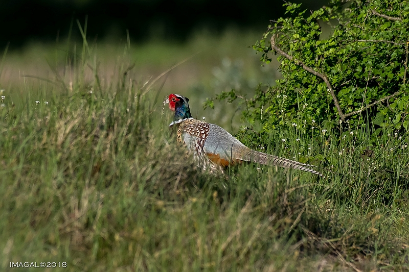 Faisan de colchilde.jpg